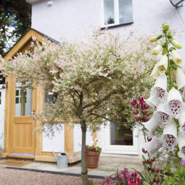 holiday_cottage_forest_of_dean