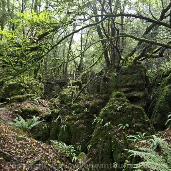 holiday-cottage-forest-of-dean