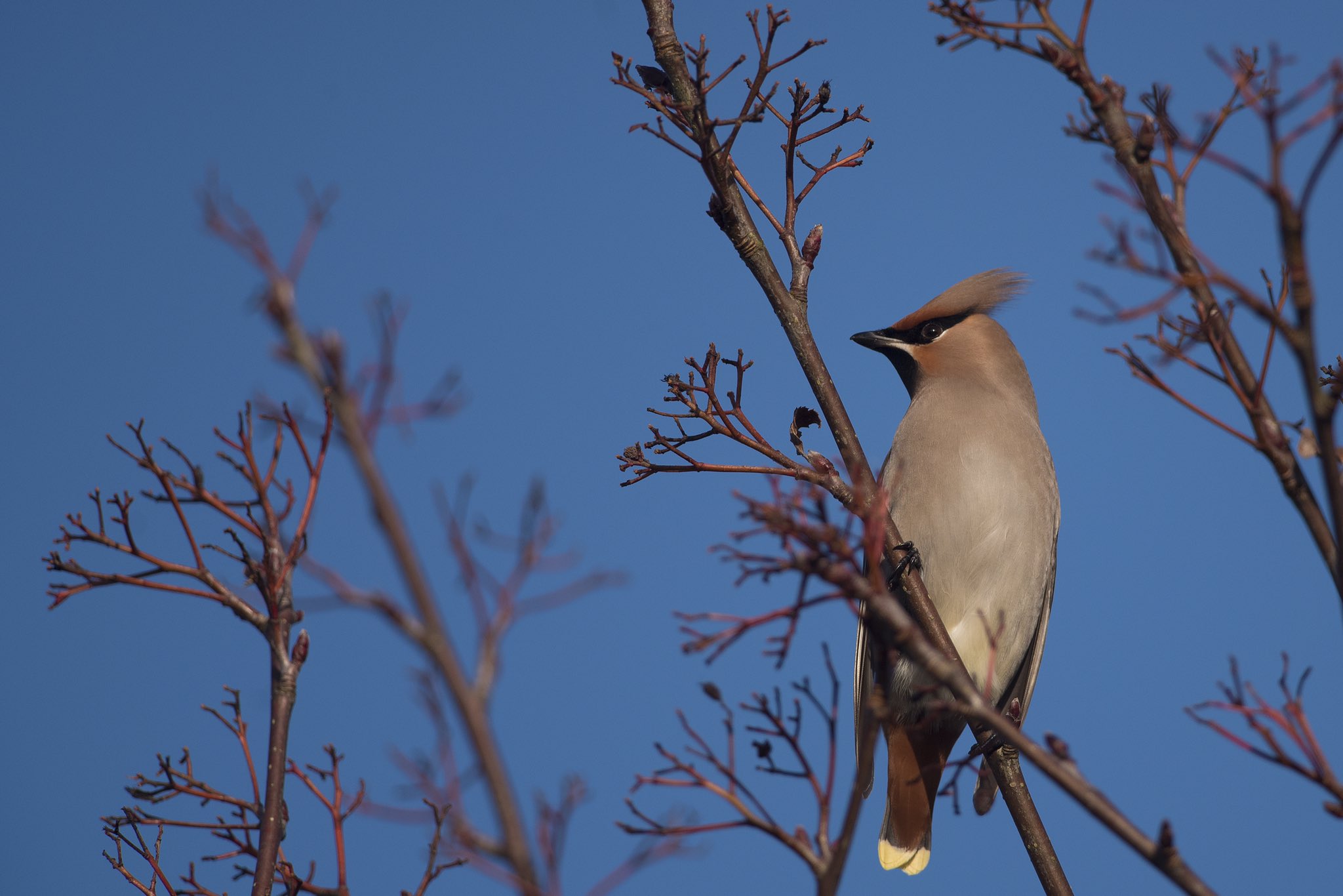 bird-watching-forest-of-dean