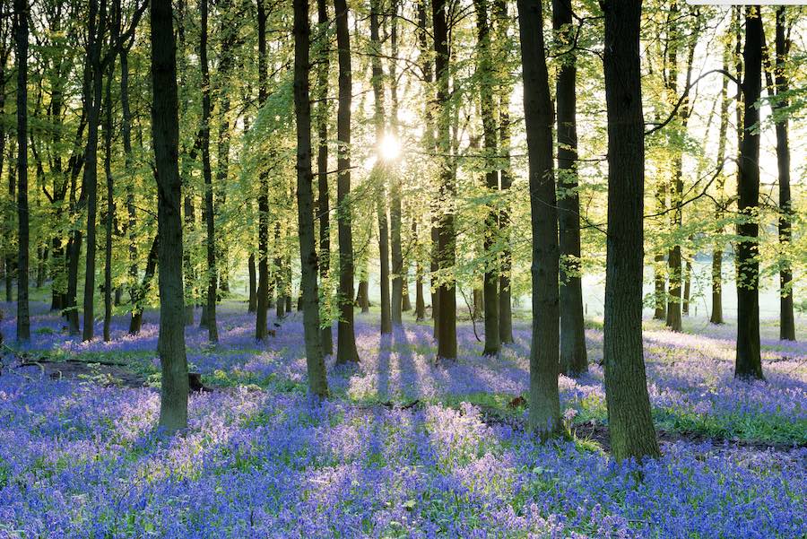 bluebells-forest-of-dean