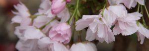 self-catering-cottage-forest-of-dean